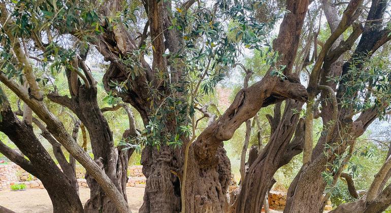 ‘Our livelihoods have been cut off,’ say West Bank farmers ahead of olive harvest